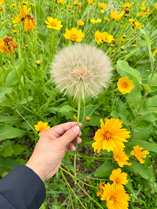 The Wild Stillness Between Wishes