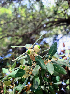 Nature’s Little Lanterns: A Hidden Symphony of Light and Green
