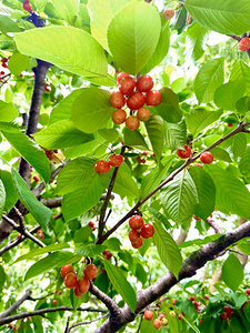 The Humble Crown of the Orchard Queen