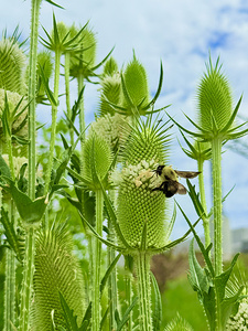 The Reach of Teasel