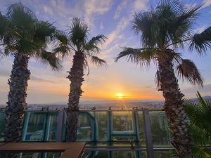 Palm Witnesses of the Falling Sun