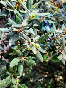 Beneath the Olive Shade