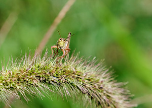 Smiling Happy Hopper on the Wild Silk Spine