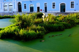 Ducking the Tourists