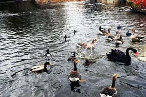 Ducking a Black Swan Moment