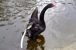 A Black Swan Moment 2B