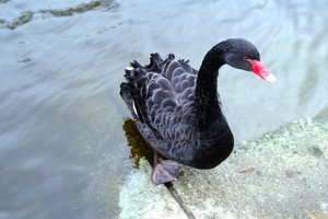A Black Swan Moment 3