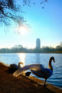 Swan Yoga Morning Stretch