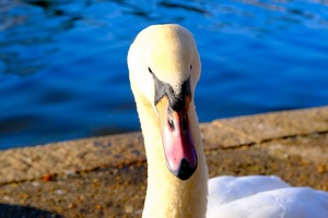 Riverside Swan Close-Up