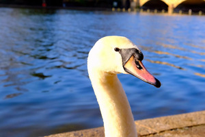 Graceful Swan by the River