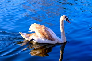 Baby Swan Cygnet 2