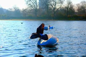 Pigeon-bombed Swan