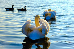 Behind Wings of Love