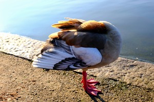 Headless Duck