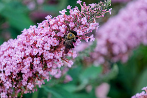 Sustaining Grace:  The Bee and the Butterfly Bush