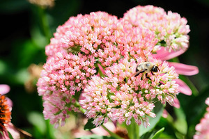  Sedum and the Messenger of Life