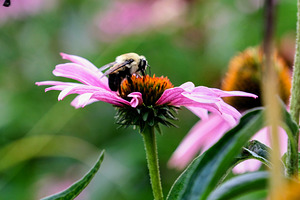 A Bumblebee’s Pause on Coneflower
