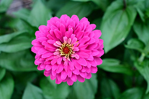 Common Zinnia with Uncommon Beauty