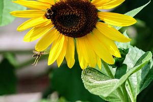 Dance of the Sunflower Spirits
