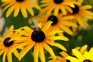 Bee A Black-Eyed Susan Secret Guest