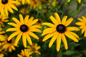 Golden Resilience: Black-Eyed Susan in Summer Bloom