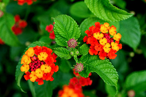 Color that Heals: The Medicinal Heart of Lantana Camara