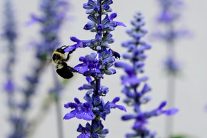 Lavender Towers and the Bee