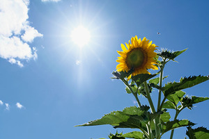 Skyward Confession: A Sunflower’s Secret