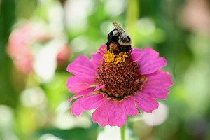 Petals and Purpose: An Ode to Quiet Industry