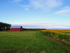 Raising Sunshine Sunflower Farm