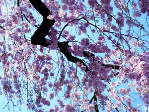 Cherry Blossom 3