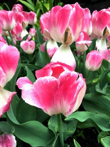 Tulips Are Better Than One