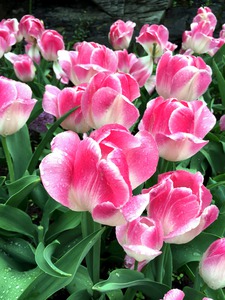 Tulips Are Better Than One B