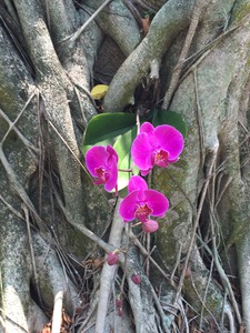Natural Orchid 1B