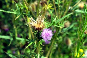 Thistle Be a Good Day