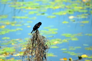 Praying for a Miracle