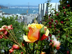 A City Rose