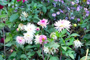 Pink and White Flowers 