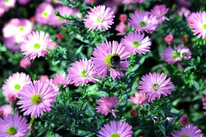 Pink Daisies 2C