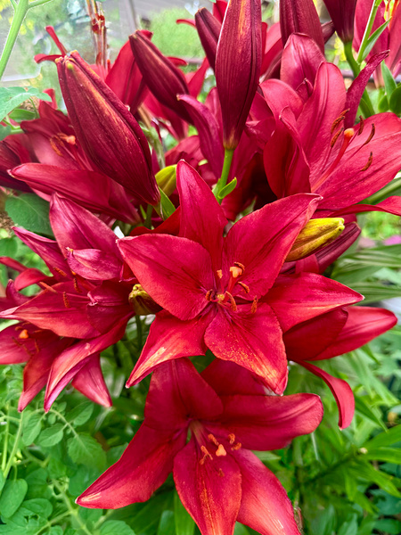 The Gathering of Fire Blooms Print