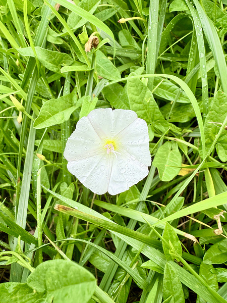One Wild Bloom : Bindweed Focus Print