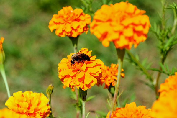 Bright Labors: Beneath the Fire of Petals Print