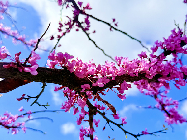 IMG 1703 Digital Download