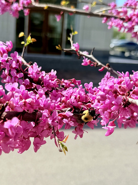 Magenta Mission Print