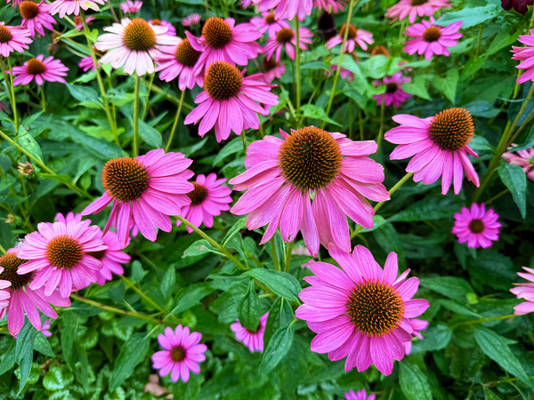 Field of Echinacea Dreams Print
