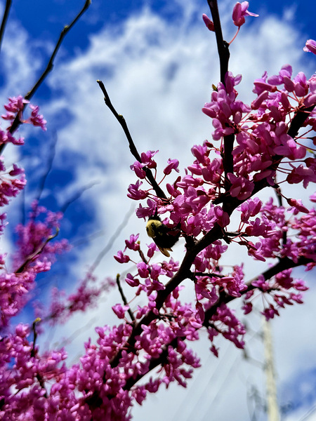 IMG 1550 Digital Download