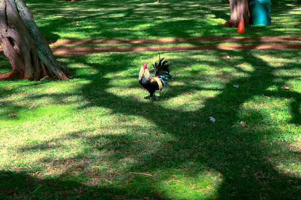 Cock in the Wild 2 Print