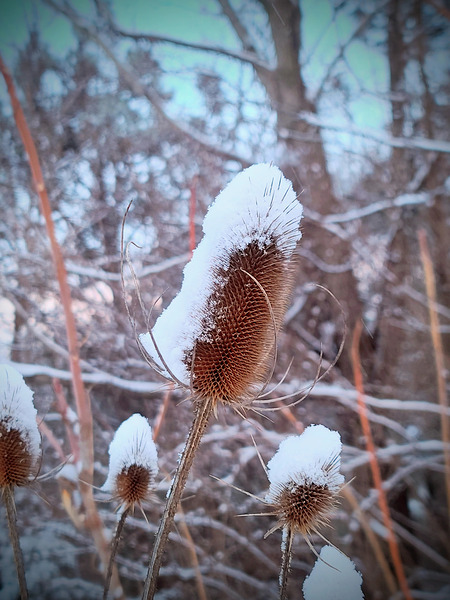 Frozen Lollipop Thistle Print