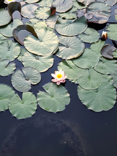 Blooms of Joy: Centered Among Giants Print