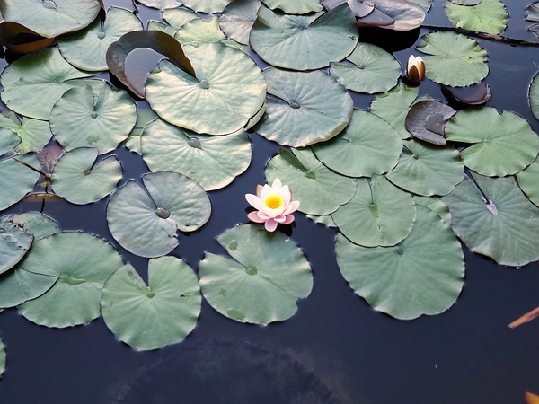 Stillwater Bloom Print